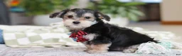 Morkie dogs for sale: Benson - Ad 5