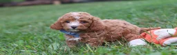 Cavapoo dogs for sale: Jaxon - Ad 8