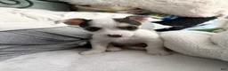 Chorkie dogs for sale: Chorkie 1 - Ad 2