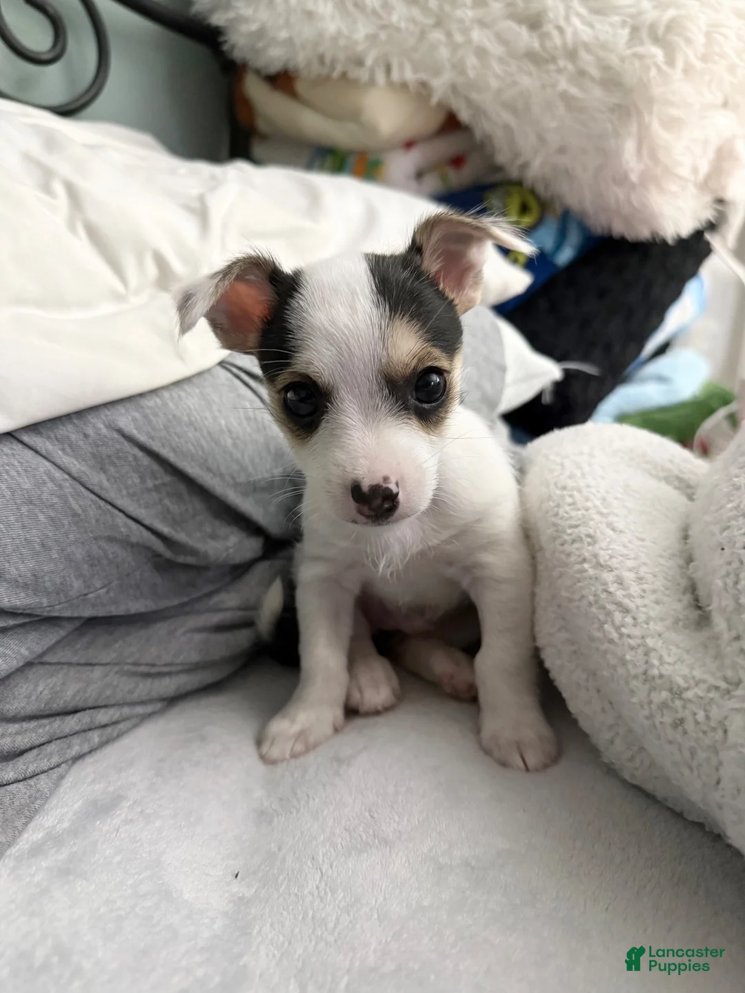 Chorkie dogs for sale: Chorkie 1 - Ad 2