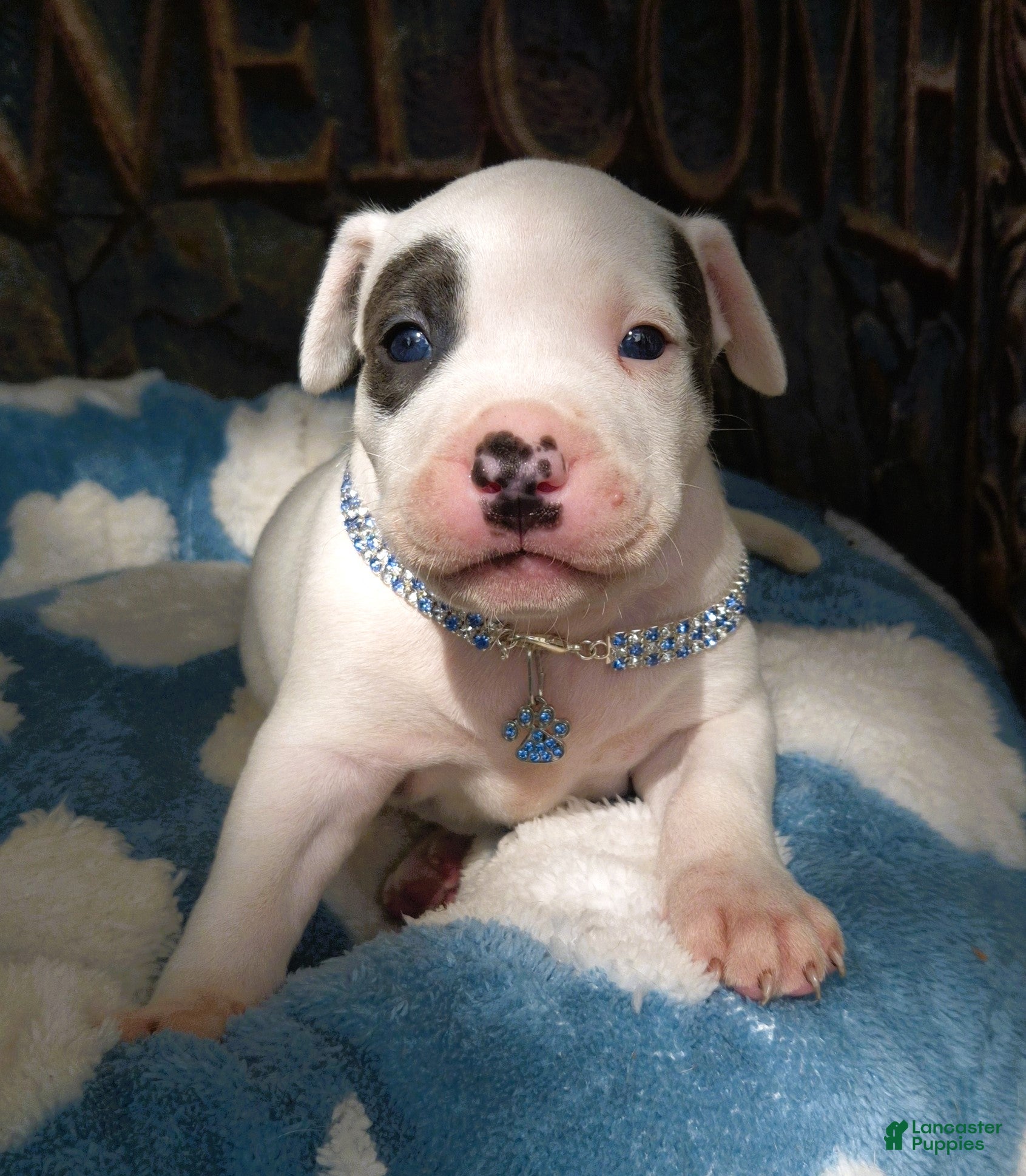 American Bully dogs "THA ROCK" WHITE WITH MERLE PATCHES - Ad 38