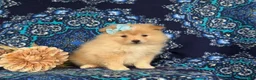 Pomeranian dogs for sale: Monette - Ad 6