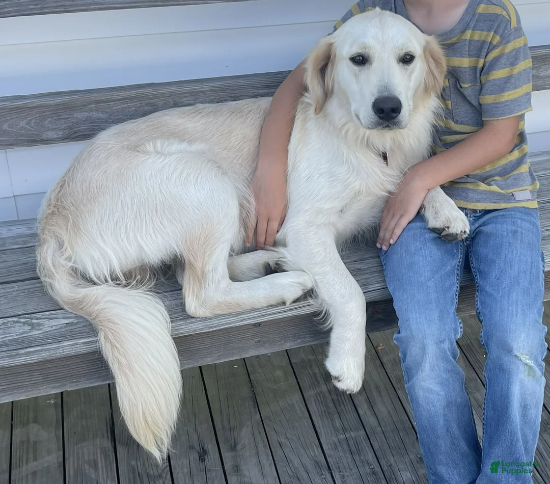 Golden Retriever dogs for sale: Hobbes - Ad 2