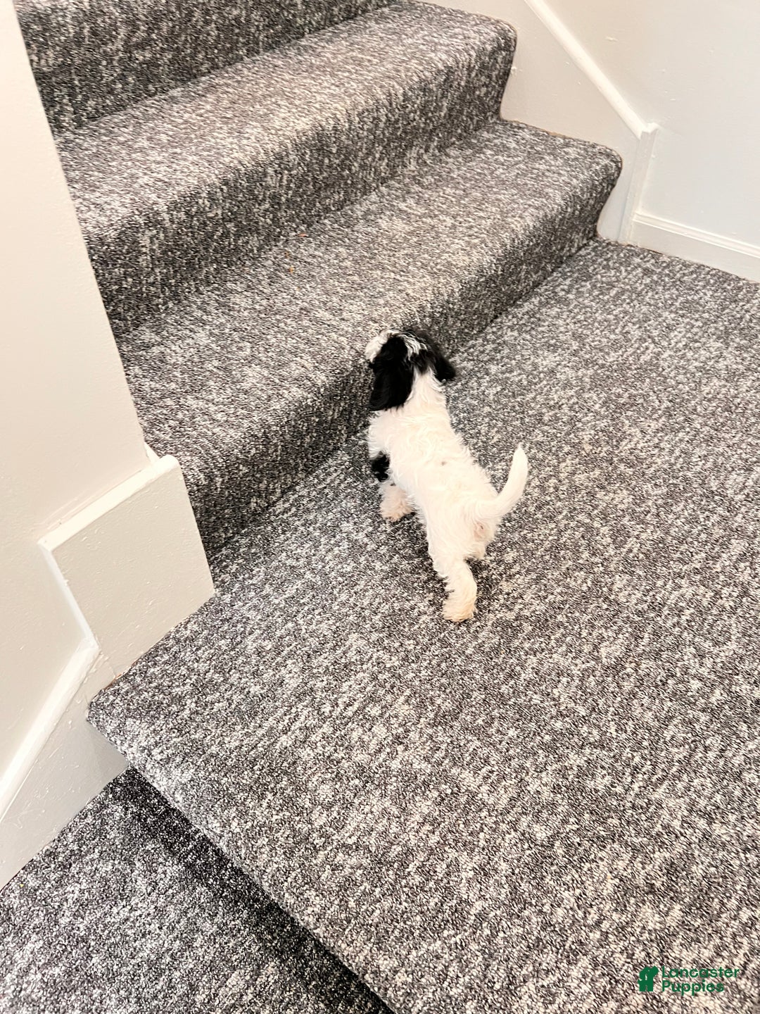 Cavapoo dogs for sale: Chloe - Ad 4