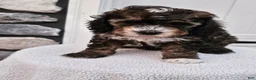 Mini Bernedoodle dogs for sale: Callie - Ad 4