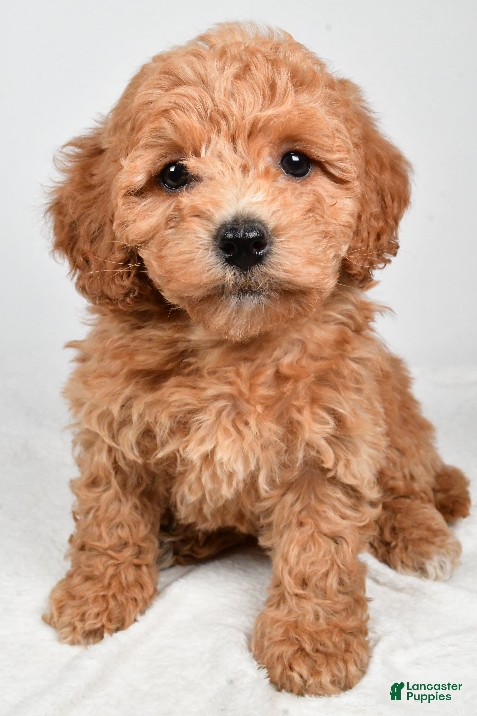 Bichpoo dogs Buffy - Ad 9