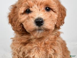 Bichpoo dogs Buffy - Ad 38