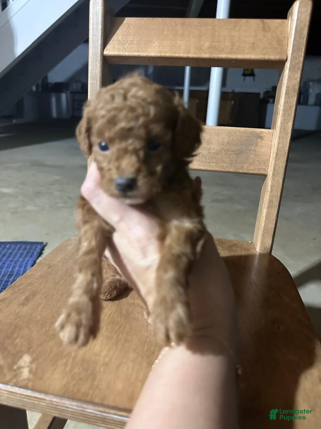 Toy Poodle dogs for sale: ZIGGY - ACA TOY POODLE - Ad 2