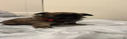 Mixed Breed dogs for sale: Mixed Breed 1 - Ad 4