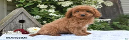 Cavapoo dogs for sale: Alex - Ad 5