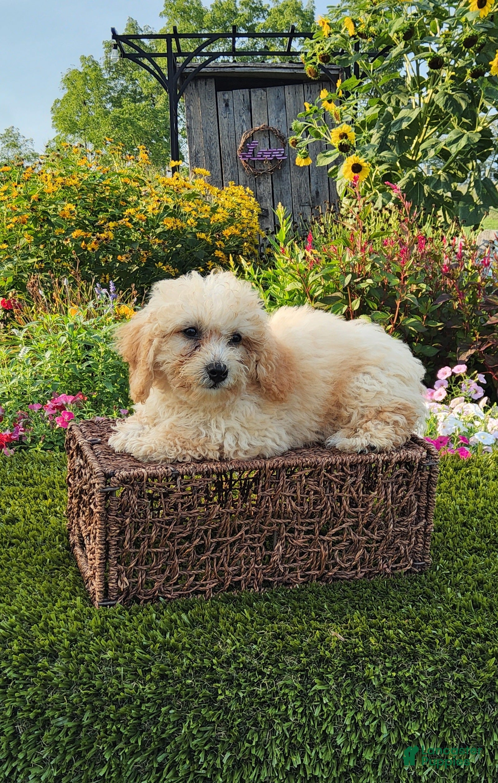 Havapoo dogs Aurora - Ad 1