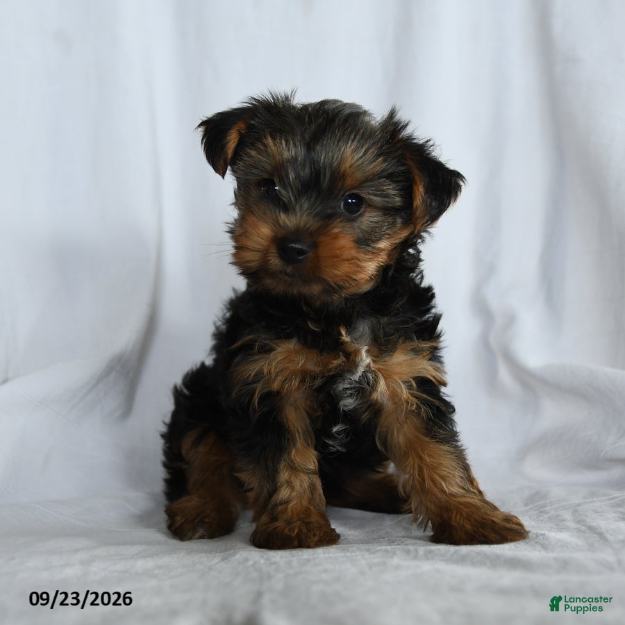 Yorkshire Terrier dogs Obadiah - Ad 1
