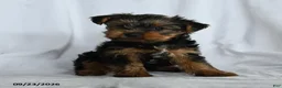 Yorkshire Terrier dogs for sale: Obadiah - Ad 1