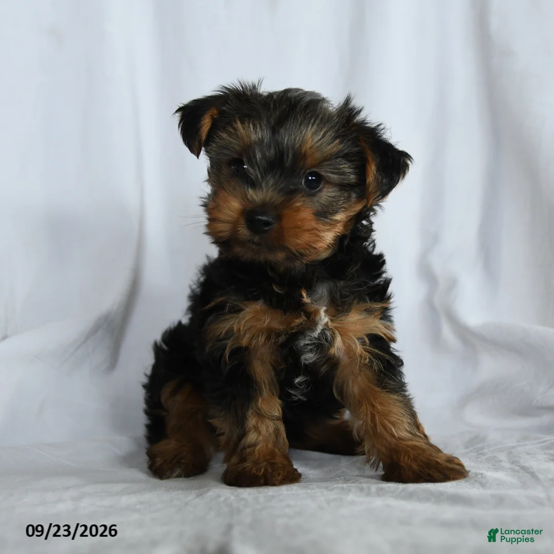Yorkshire Terrier dogs for sale: Obadiah - Ad 1