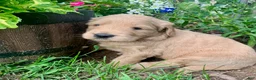 Goldendoodle dogs for sale: Coby - Ad 2