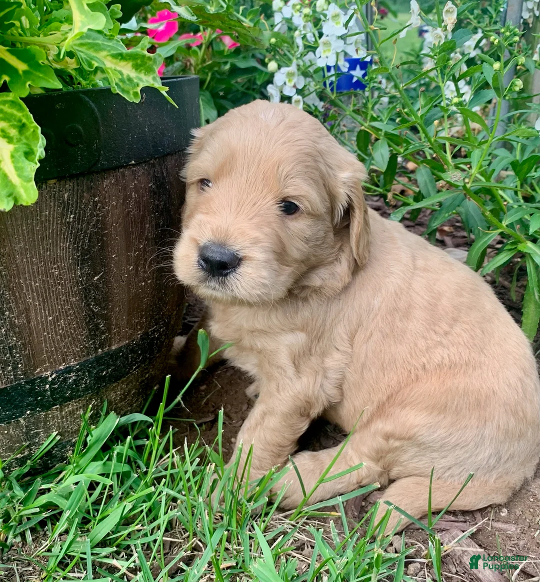 Goldendoodle dogs for sale: Coby - Ad 2