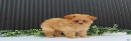 Pomeranian dogs for sale: Rusty 🐾 - Ad 9