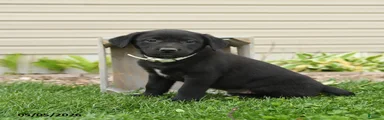 Blackie