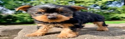 Yorkshire Terrier dogs for sale: Ollie - Ad 3