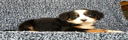 Bernese Mountain Dog dogs for sale: Chevy - Ad 5