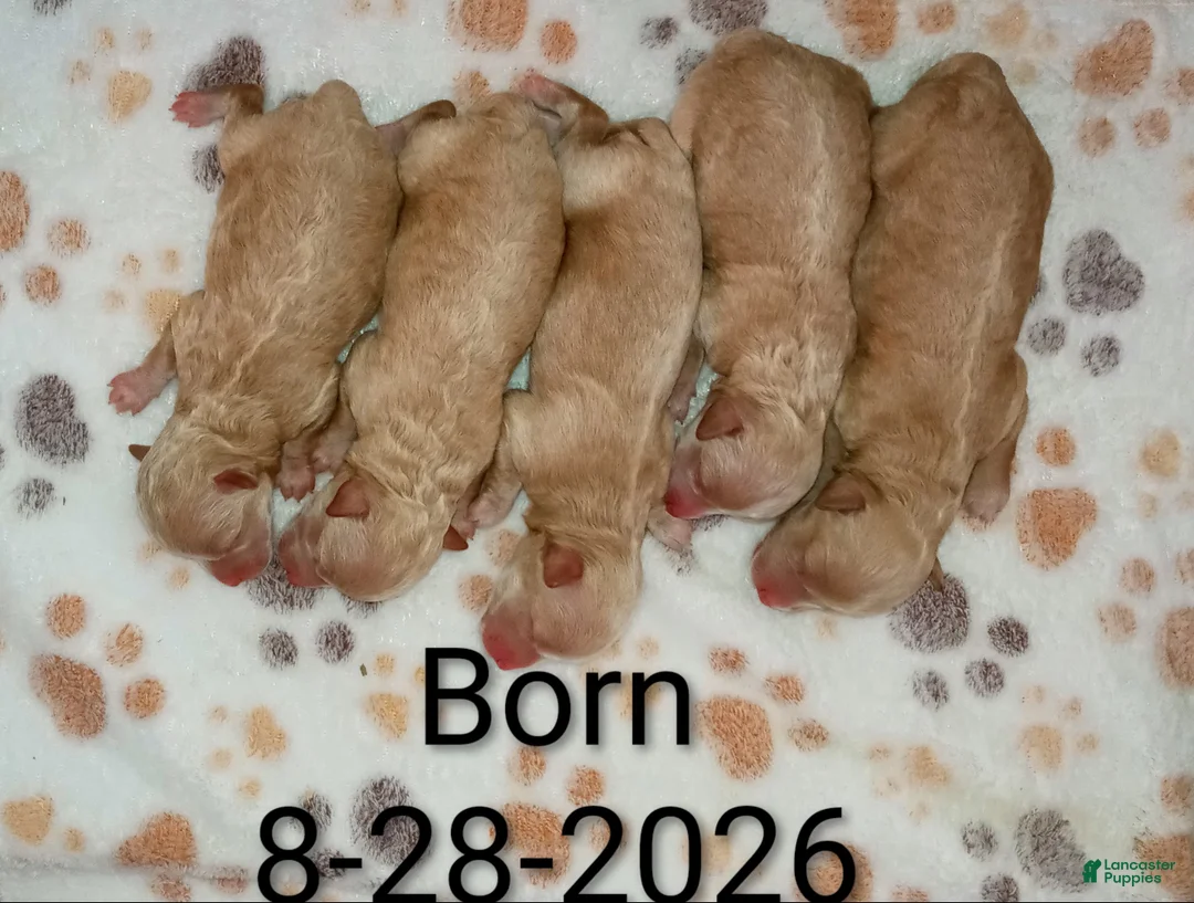 Havapoo dogs for sale: Zonda 🌷 - Ad 1