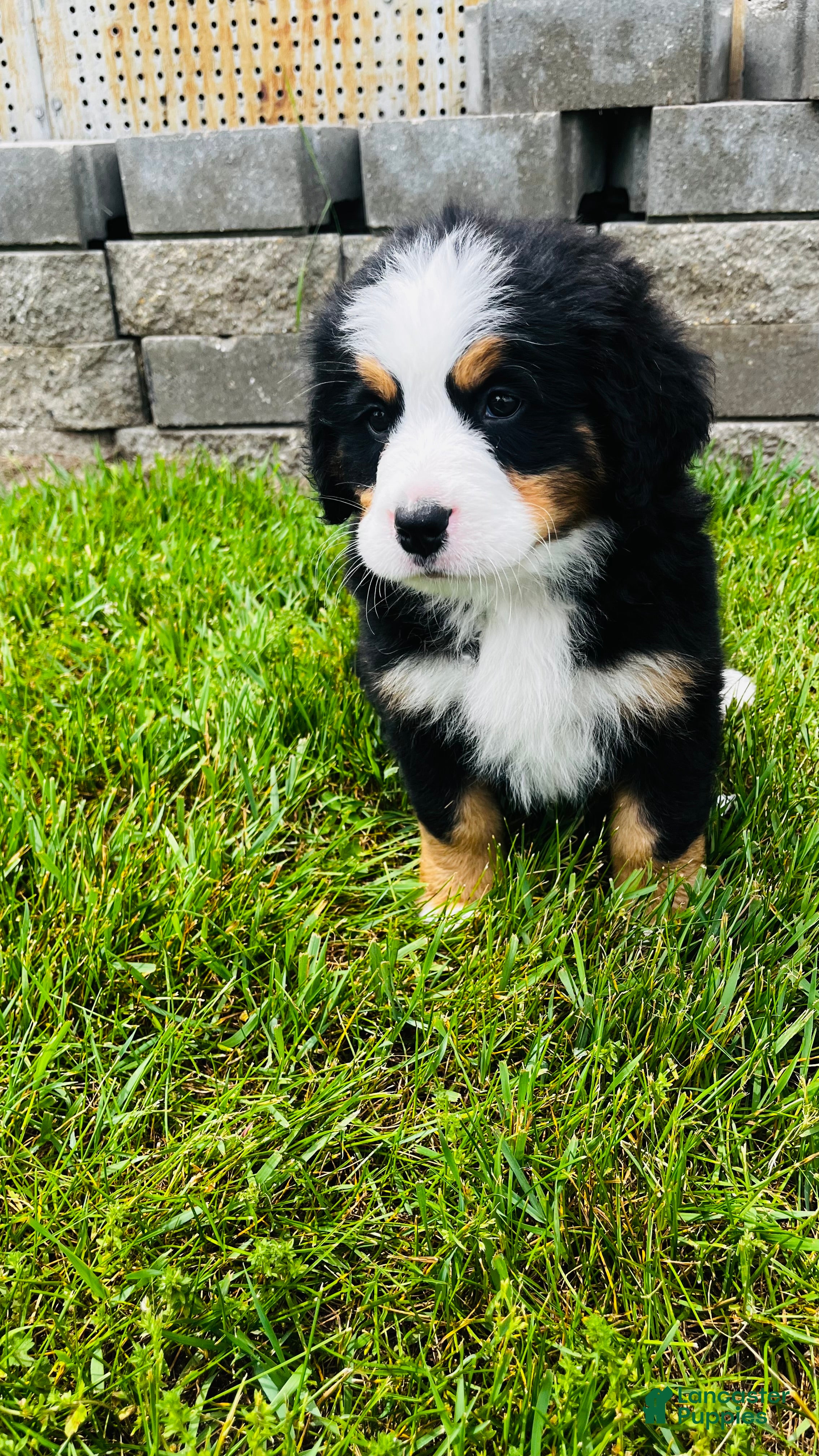 Bernese Mountain Dog dogs Remington - Ad 1