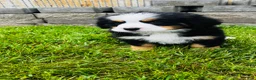 Bernese Mountain Dog dogs for sale: Remington - Ad 1