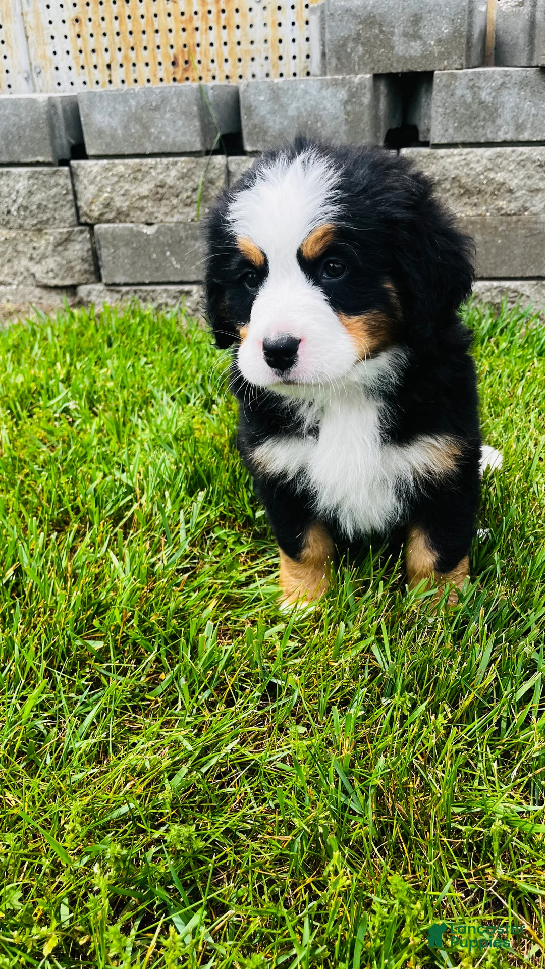Bernese Mountain Dog dogs for sale: Remington - Ad 1