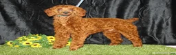 Miniature Poodle dogs for sale: Tiny - Ad 7