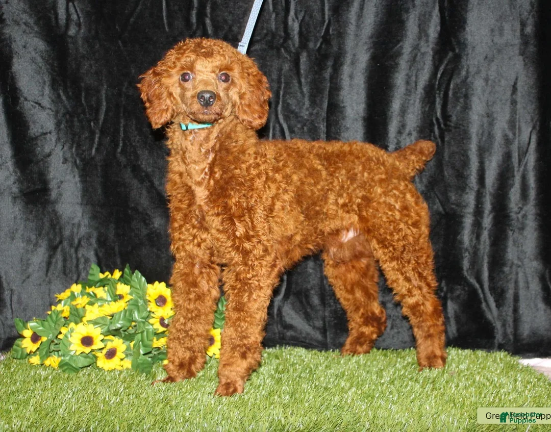 Miniature Poodle dogs for sale: Tiny - Ad 7