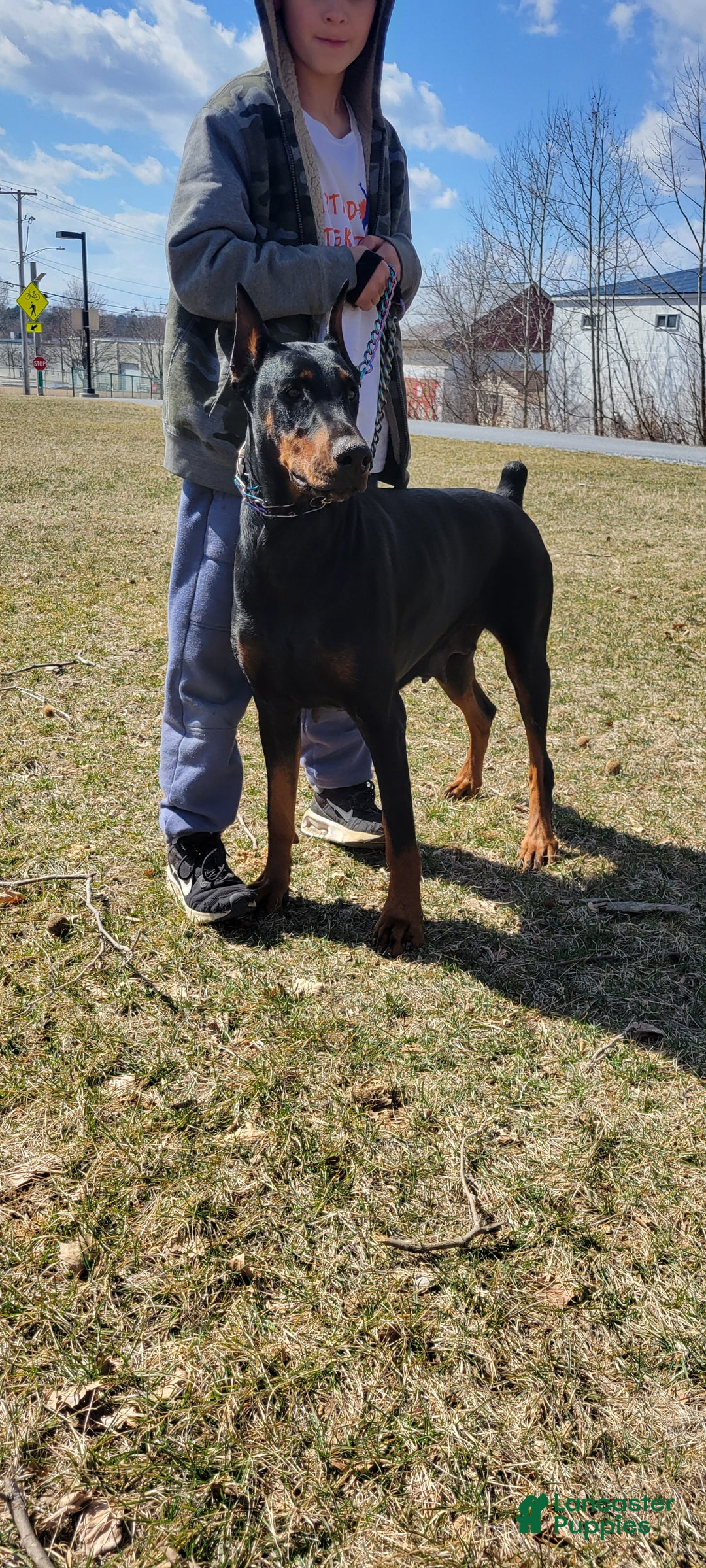 Doberman Pinscher dogs for sale: Pluto - Ad 7