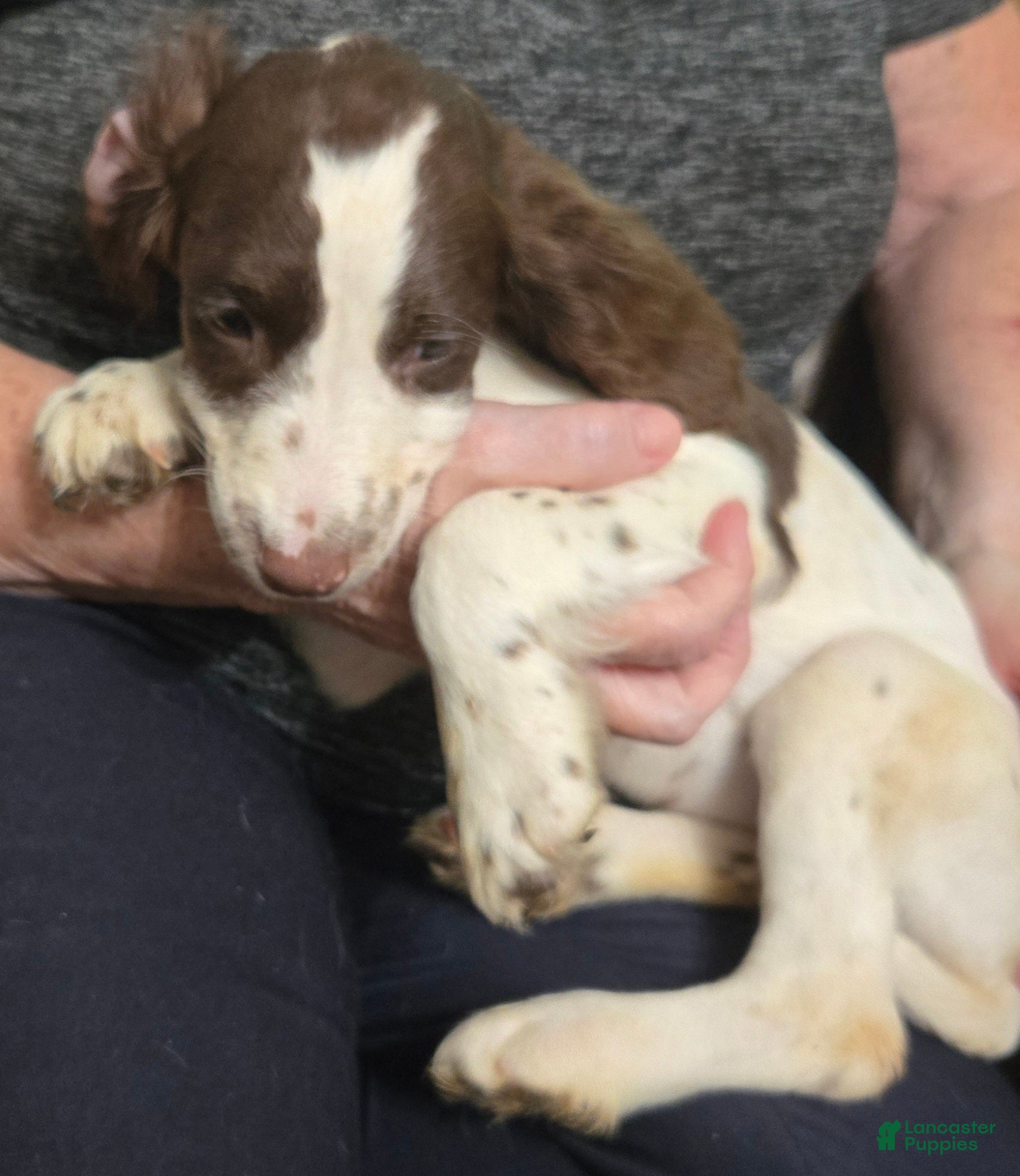 English Springer Spaniel dogs Aspen - Ad 2