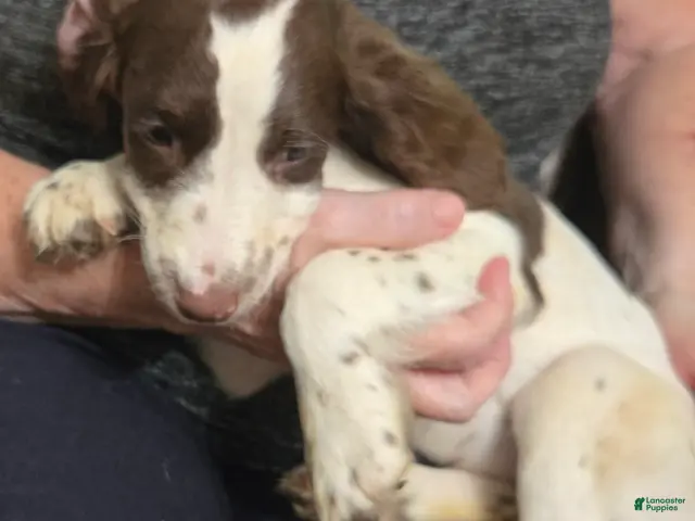 English Springer Spaniel dogs for sale: Aspen - Ad 2