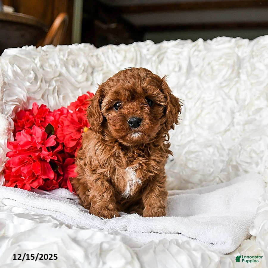 Cavapoo dogs Noel - Ad 2