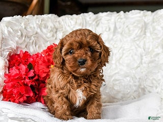 Cavapoo dogs Noel - Ad 2