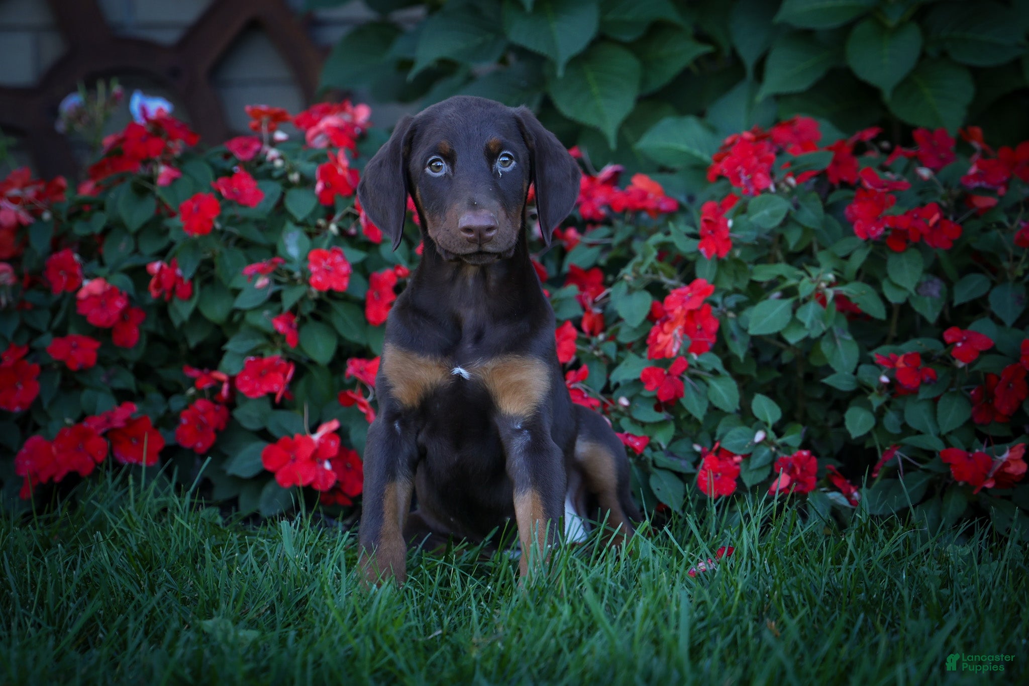 Doberman Pinscher dogs for sale: PENNY - Ad 2