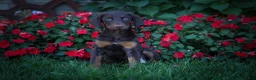 Doberman Pinscher dogs for sale: PENNY - Ad 2
