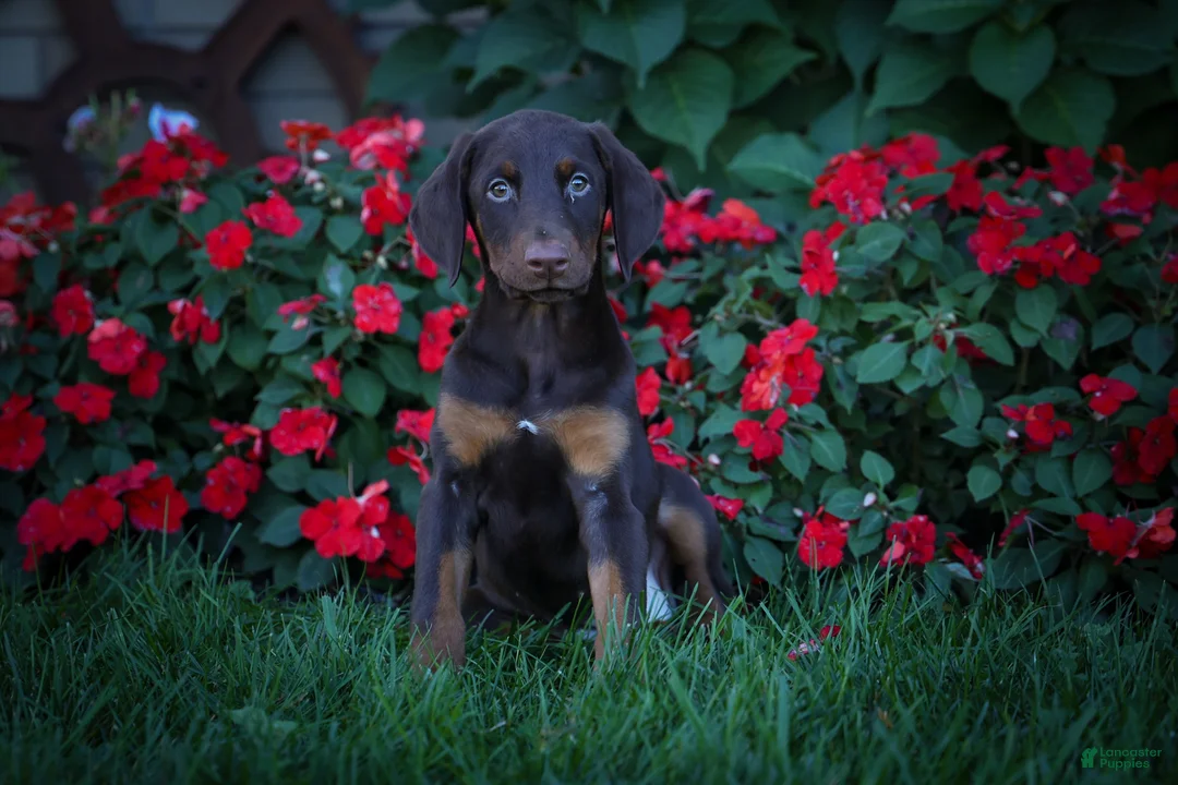 Doberman Pinscher dogs for sale: PENNY - Ad 2