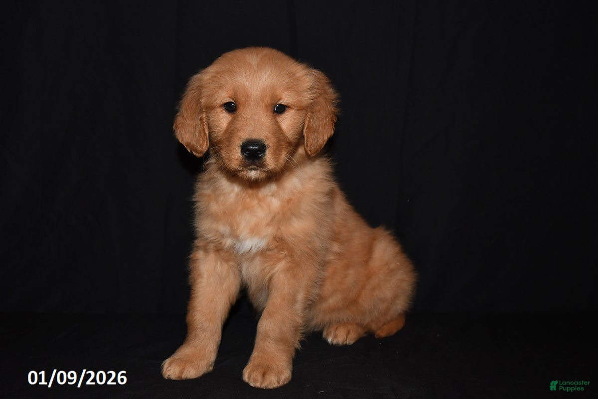 Golden Retriever dogs Archie - Ad 26