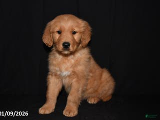 Golden Retriever dogs Archie - Ad 13