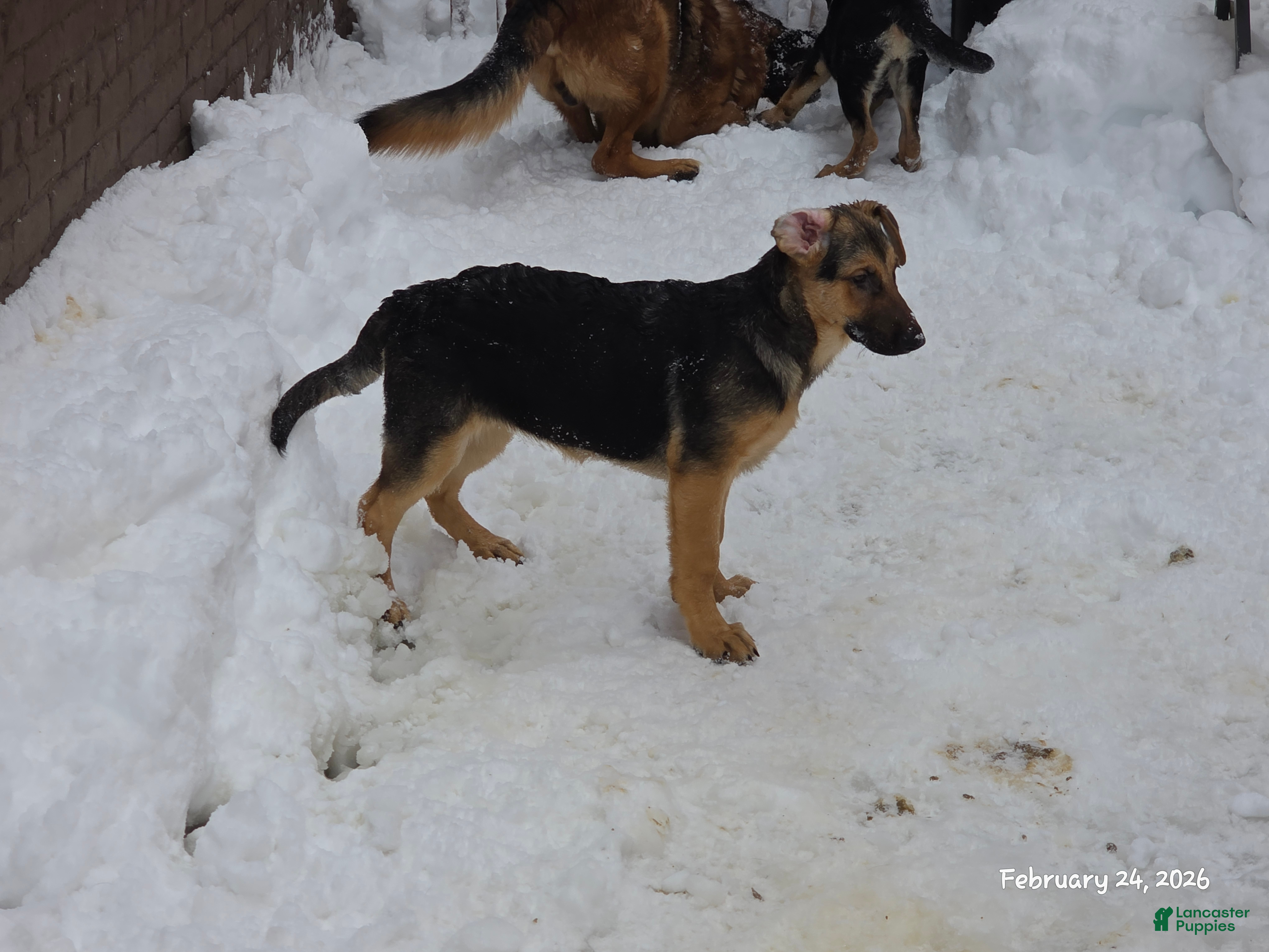 German Shepherd dogs Nova (10) - Ad 2