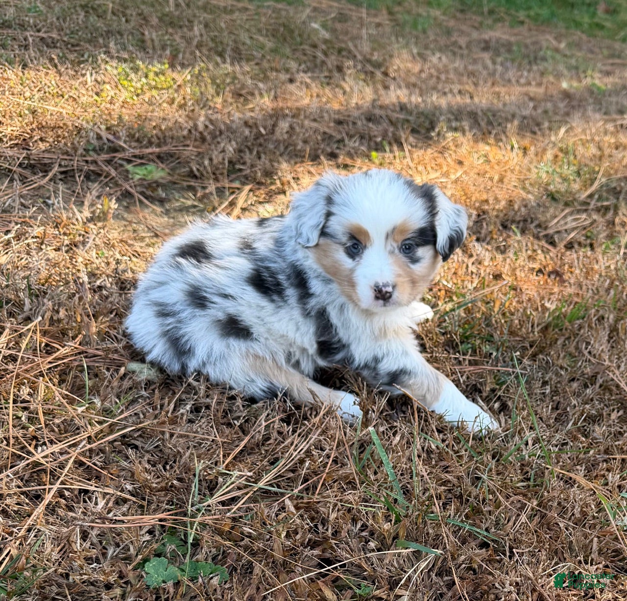 Miniature Australian Shepherd dogs Miss Betty - Ad 18