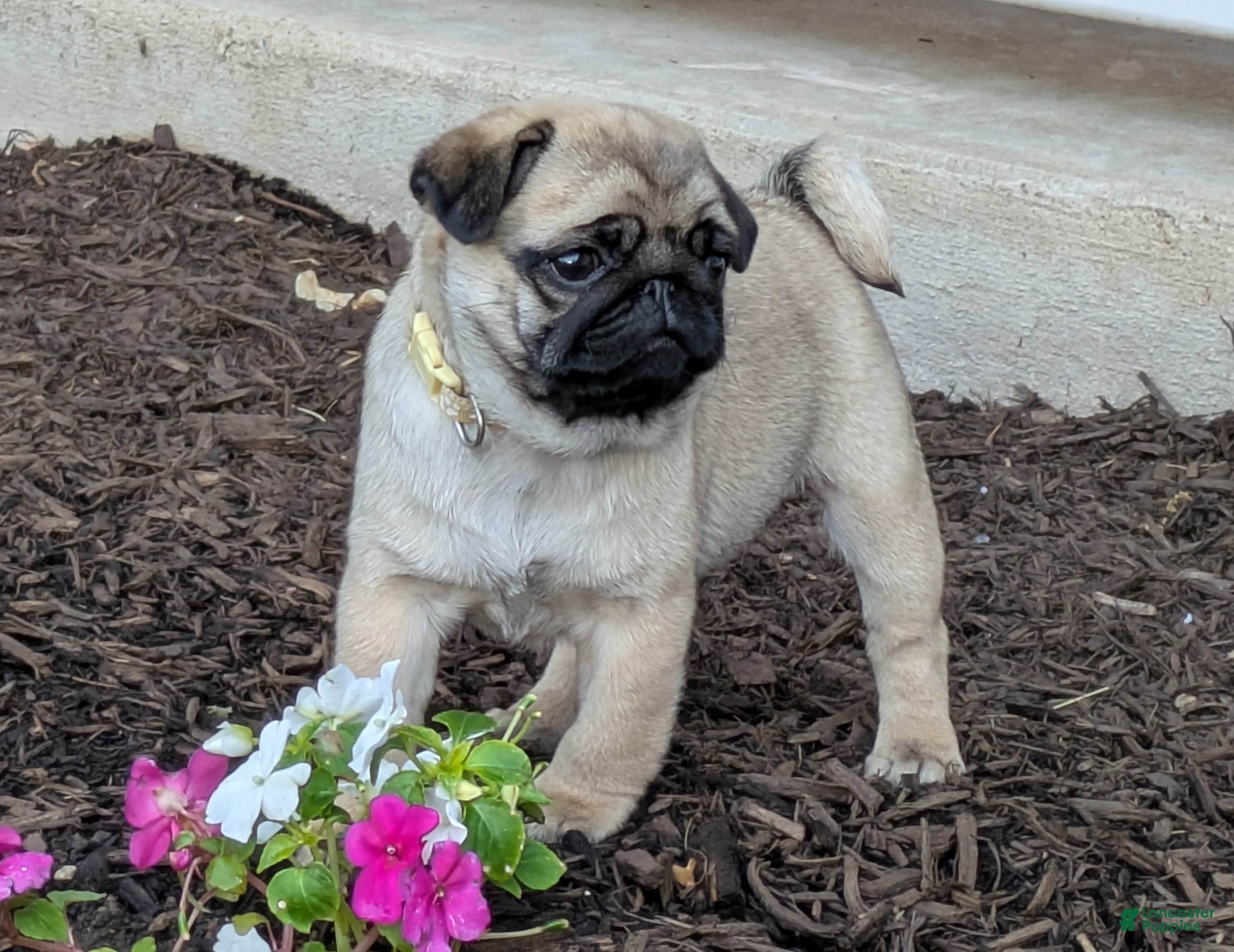 Pug dogs Pug Puppy 3 - Ad 1