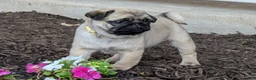 Pug dogs for sale: Pug Puppy 3 - Ad 1