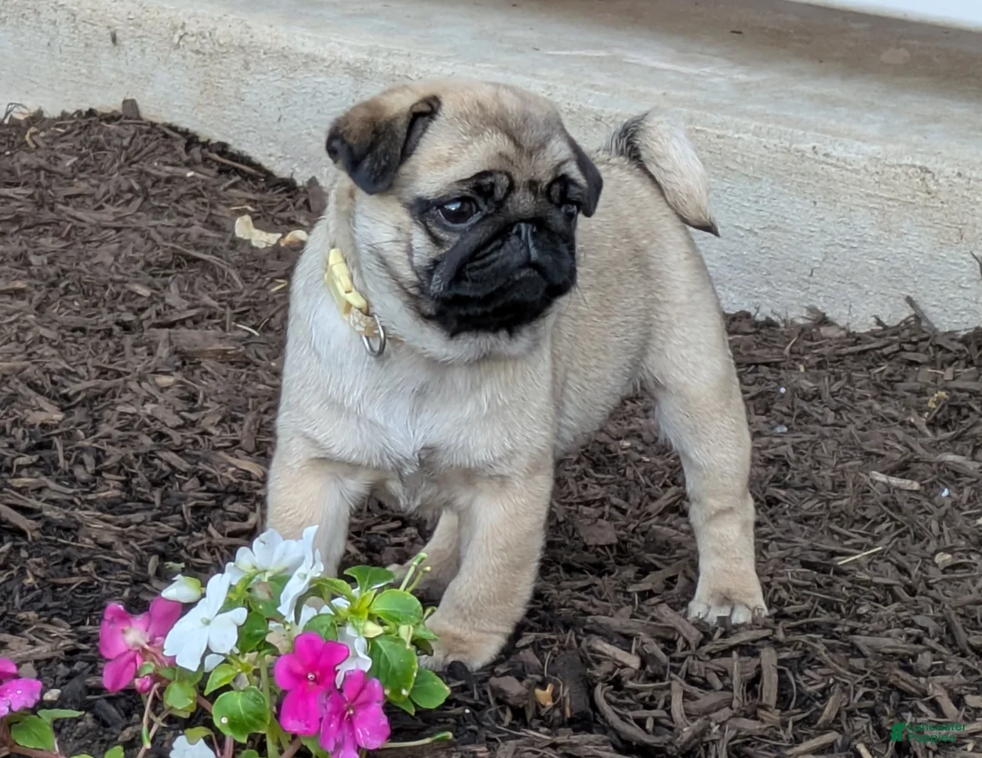 Pug dogs for sale: Pug Puppy 3 - Ad 1