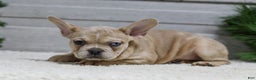French Bulldog dogs for sale: Chase - Ad 6