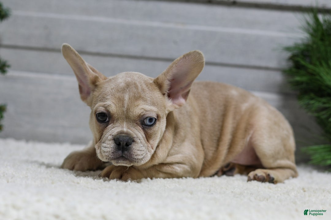 French Bulldog dogs for sale: Chase - Ad 6