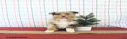 Australian Shepherd dogs for sale: Jingle  - Ad 4