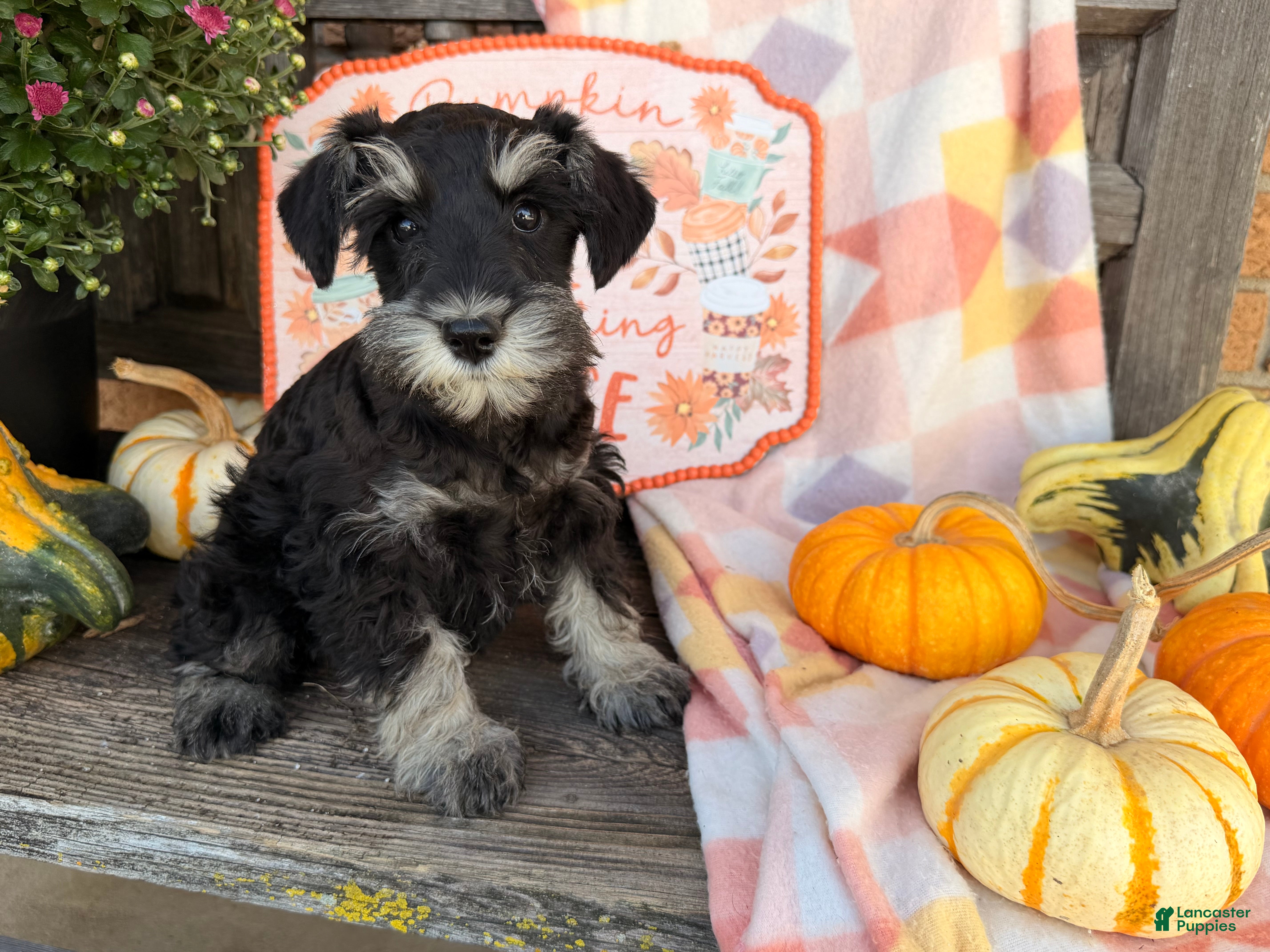 Miniature Schnauzer dogs Morgan  - Ad 2