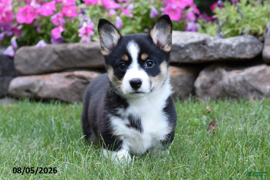 Welsh Corgi Pembroke dogs Opal - Ad 1
